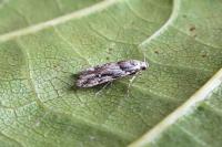 Recurvaria nanella
