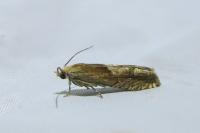 Eucosma conterminana