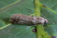 Acrobasis consociella