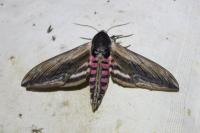 Sphinx ligustri