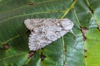 Acronicta aceris