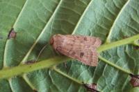 Hoplodrina octogenaria