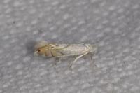 Phyllonorycter harrisella