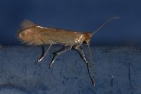 Phyllonorycter quercifoliella