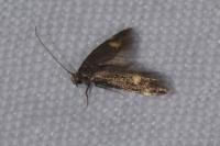 Borkhausenia minutella