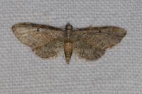 Eupithecia tenuiata