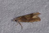 Eucosma conterminana