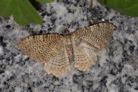 Rheumaptera undulata