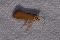 Crassa unitella