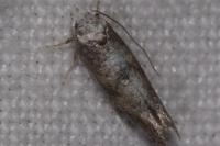 Swammerdamia caesiella