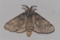Gluphisia crenata
