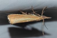 Agriphila straminella