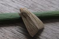Mythimna straminea