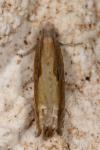 Eucosma obumbratana