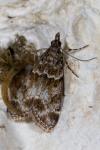 Eudonia mercurella