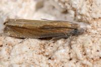 Eucosma obumbratana
