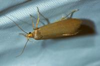 Crassa unitella