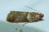 Acrobasis consociella