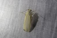 Katha depressa