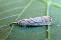 Chrysoteuchia culmella