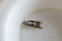 Blastodacna hellerella