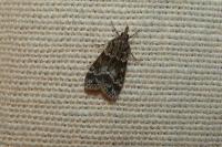 Eudonia mercurella