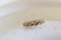 Bucculatrix bechsteinella