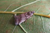 Acrobasis fallouella