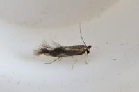 Bucculatrix nigricomella
