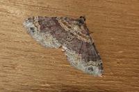 Xanthorhoe spadicearia