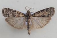 Dioryctria sylvestrella