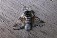 Furcula furcula