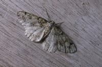 Cleorodes lichenaria