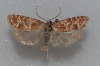 Rhyacionia pinicolana