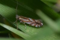 Phyllonorycter distentella