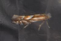 Phyllonorycter distentella