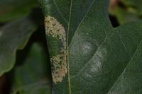 Phyllonorycter distentella