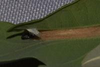 Phyllonorycter distentella
