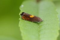 Dichrorampha alpinana/petiverella