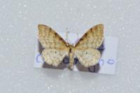 Idaea fuscovenosa