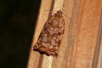 Archips oporana