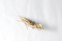 Ypsolopha scabrella