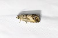 Cydia splendana