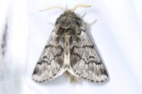 Thaumetopoea pityocampa
