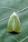 Earias clorana