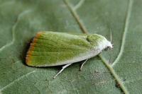 Earias clorana