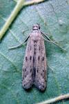 Phycitodes