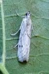 Phycitodes
