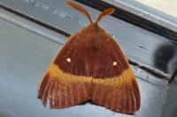 Lasiocampa quercus