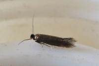 Bucculatrix nigricomella